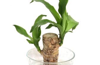 BELOXY Draceana Warneckii Rooted Indoor Plant Stem for Home Office Decoration Original Brazilian Wood (Pot Not Included) – One Plant (5)