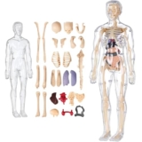 Human Body Model for Kids, Fully Transparent Body Parts for Kids, 29 Piece Anatomy Figure 3D Anatomy Kit – Removable Organs, Bones STEM Toy for Ages 6+